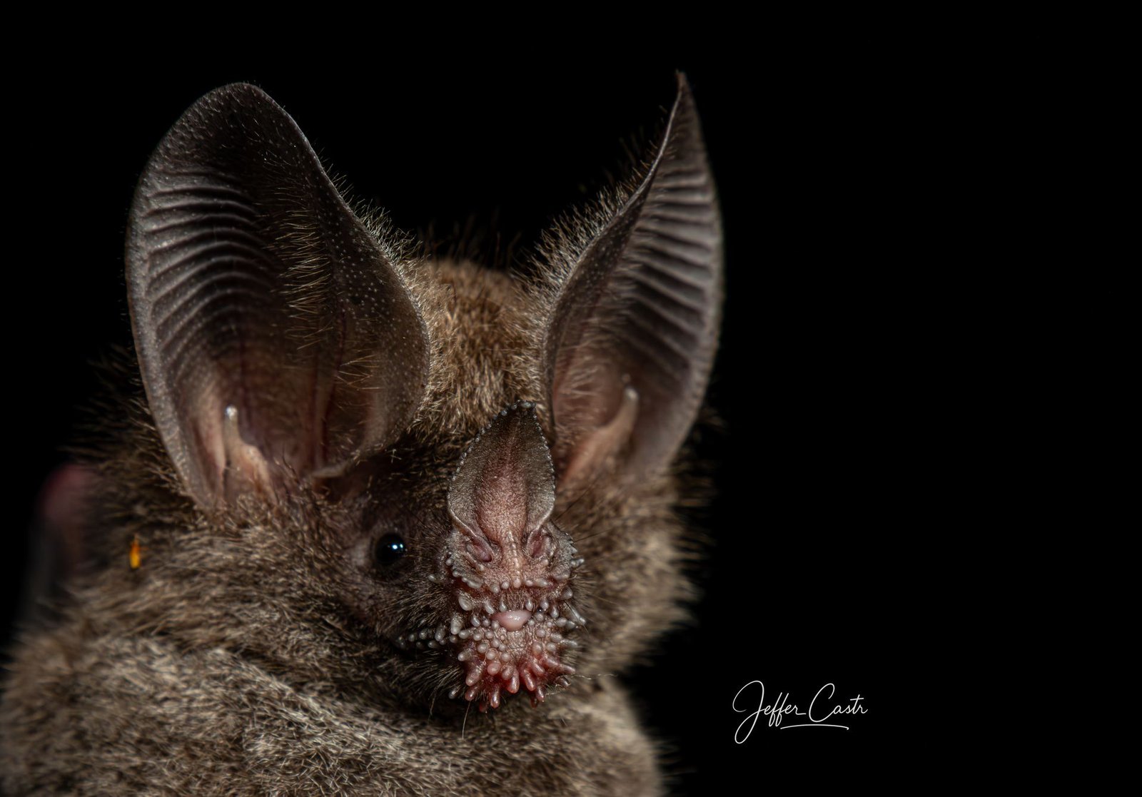 Trachops cirrhosus, retrato frontal con la hoja nasal y los labios con granulaciones